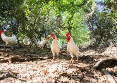 Pollo del Valdarno e Valdarnese bianca