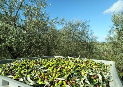 Azienda Agricola Le Fontacce