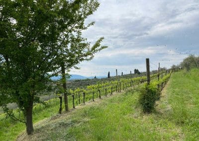 Azienda agricola Podere La Madia