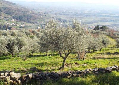 Azienda agricola Baldi Francesca