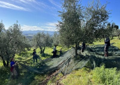 Azienda agricola Apparita